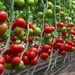 КС 204 F1 - насіння томата, Kitano опис, фото, відгуки