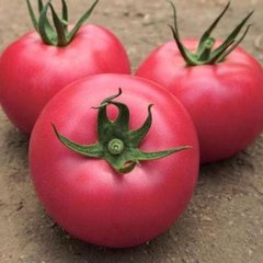 Ланканг F1 - насіння томата, 250 шт, Hazera 12360 фото