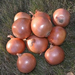 Міссісіпі F1 - насіння цибулі ріпчастої, 250 000 шт, Seminis 43101 фото