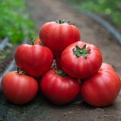 Роялпінк F1 - насіння томата, 500 шт, Enza Zaden 11150 фото