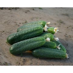 Циркон F1 - насіння огірка, 1000 шт, Nunhems 20370 фото
