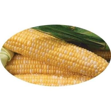 Либертон F1 - семена кукурузы, 5000 шт, Agri Saaten 1076893278 фото