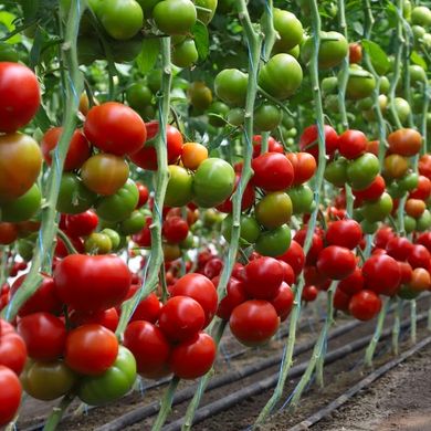 КС 204 F1 - насіння томата, 1000 шт, Kitano 50347 фото