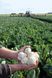 Альтаміра F1 - насіння капусти цвітної, 2500 шт, Bejo 09891 фото 4