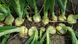 Венера F1 - насіння озимої цибулі, 250 000 шт, Libra Seeds 36501 фото 4