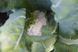 Альтаміра F1 - насіння капусти цвітної, 2500 шт, Bejo 09891 фото 3
