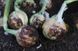Венера F1 - насіння озимої цибулі, 250 000 шт, Libra Seeds 36501 фото 8
