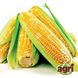 Лібертон F1 - насіння кукурудзи, 5000 шт, Agri Saaten 1076893278 фото 1