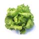 Айс Вейв (драже) - насіння салату, 5000 шт, Syngenta 66601 фото 1
