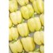 Бурабелла F1 - семена сладкого перца, 100 шт, Rijk Zwaan 44986 фото 3