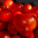 КС 204 F1 - насіння томата, 500 шт, Kitano 51346 фото 3