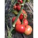 Ланканг F1 - насіння томата, 250 шт, Hazera 12360 фото 2
