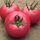 Ланканг F1 - насіння томата, 250 шт, Hazera 12360 фото 1