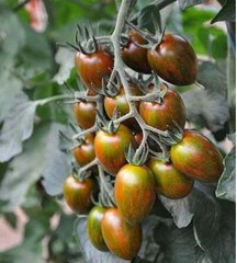Кріспіна Плюм F1 - насіння томата, 1000 шт, Esasem 02242 фото
