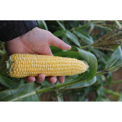 Абегаль F1 - насіння кукурудзи, 5000 шт, Agri Saaten 1076893279 фото
