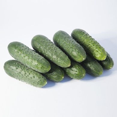 Такері F1 (КС 70 F1) - насіння огірка, 250 шт, Kitano 32418 фото
