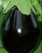 Візир F1 - насіння баклажана, 500 шт, Yuksel seeds 55090 фото 2