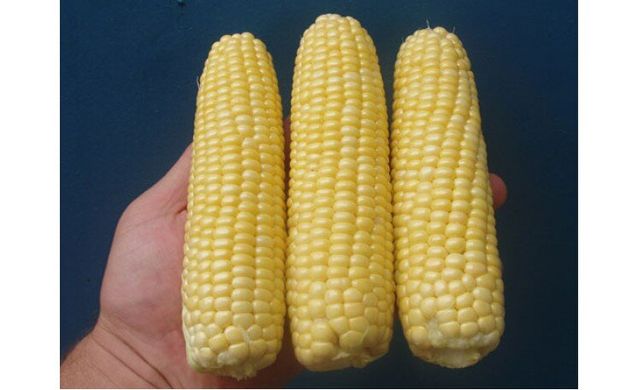 Абегаль F1 - насіння кукурудзи, 5000 шт, Agri Saaten 1076893279 фото