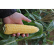 Абегаль F1 - семена кукурузы, 5000 шт, Agri Saaten 1076893279 фото 1