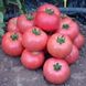 Мануса F1 - насіння томата, 100 шт, Rijk Zwaan 51666 фото 1