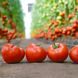 КС 204 F1 - насіння томата, 500 шт, Kitano 51346 фото 1