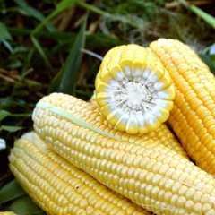 Форвард F1 - насіння кукурудзи, 25 000 шт, Spark Seeds 77746 фото