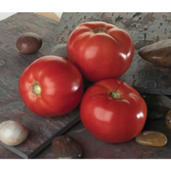Белла Роса F1 - насіння томата, 1000 шт, Sakata 95187 фото