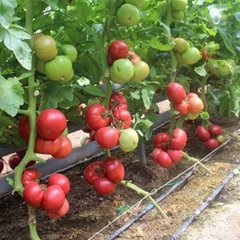 Тайпінк F1 - насіння томата, 500 шт, Enza Zaden 11170 фото