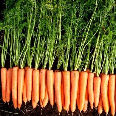 Волкано F1 - насіння моркви, 100 000 шт (калібр), Hazera 44517 фото