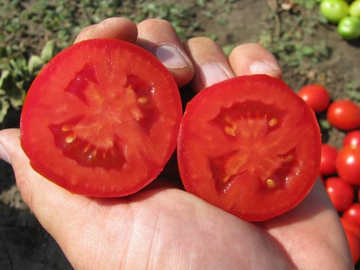 Акела F1 - насіння томата, 5000 шт, Clause 09083 фото