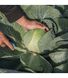 Калуга F1 - насіння капусти, 2500 шт, Bejo 43029 фото 1