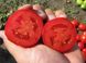 Акела F1 - насіння томата, 5000 шт, Clause 09083 фото 2