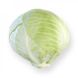 Калорама F1 - семена капусты белокочанной, 2500 шт (калибр), Rijk Zwaan 51191 фото 4
