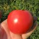 Акела F1 - насіння томата, 5000 шт, Clause 09083 фото 1