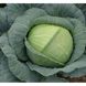 Роял Вантаж F1 - семена капусты белокочанной, Sakata купить в Украине с доставкой