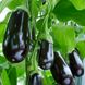 Блек Пэрл F1 - семена баклажана, 500 шт, Enza Zaden 13500 фото 2