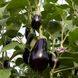 Блек Пэрл F1 - семена баклажана, 500 шт, Enza Zaden 13500 фото 3