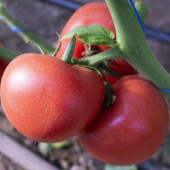 Панамера F1 - насіння томата, 250 шт, Clause 46559 фото