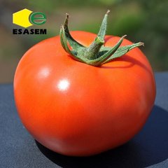 Нада F1 - насіння томата, Esasem опис, фото, відгуки