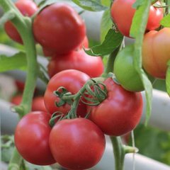 Пінк Шайн F1 - насіння томата, 500 шт, Enza Zaden 11180 фото
