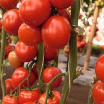 Томоко F1 - насіння томата, 1000 шт, Bejo 18156 фото