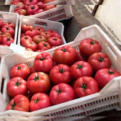 Панамера F1 - насіння томата, 250 шт, Clause 46559 фото