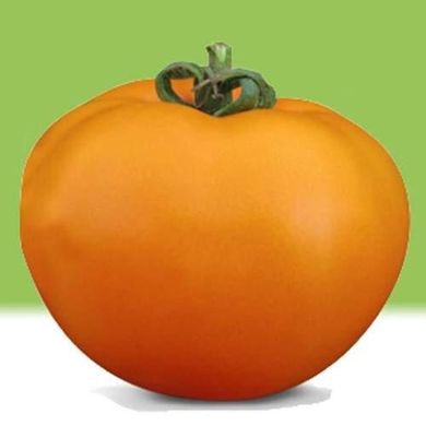 Нуксі F1 - насіння томата, 1000 шт, Kitano 62041 фото