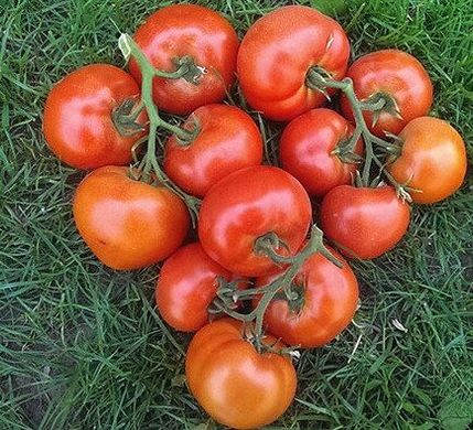 Нада F1 - насіння томата, 250 шт, Esasem 95192 фото