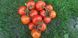 Нада F1 - насіння томата, 250 шт, Esasem 95192 фото 4