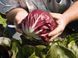 Леонардо F1 - насіння цикорію салатного, 5000 шт Bejo 38868 фото 3