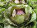 Леонардо F1 - насіння цикорію салатного, 5000 шт Bejo 38868 фото 4