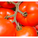 Нада F1 - насіння томата, 250 шт, Esasem 95192 фото 3