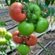 Панамера F1 - насіння томата, 250 шт, Clause 46559 фото 2
