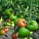 Панамера F1 - насіння томата, 250 шт, Clause 46559 фото 7
